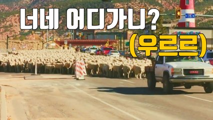 [자막뉴스] 도심 점령한 양 떼...대체 무슨 일? / YTN
