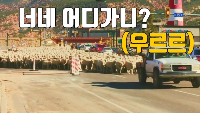 [자막뉴스] 도심 점령한 양 떼...대체 무슨 일? / YTN