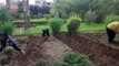 Action de jardinage pour préparer le terrain  qui va accueillir les plants de plantes aromatiques
