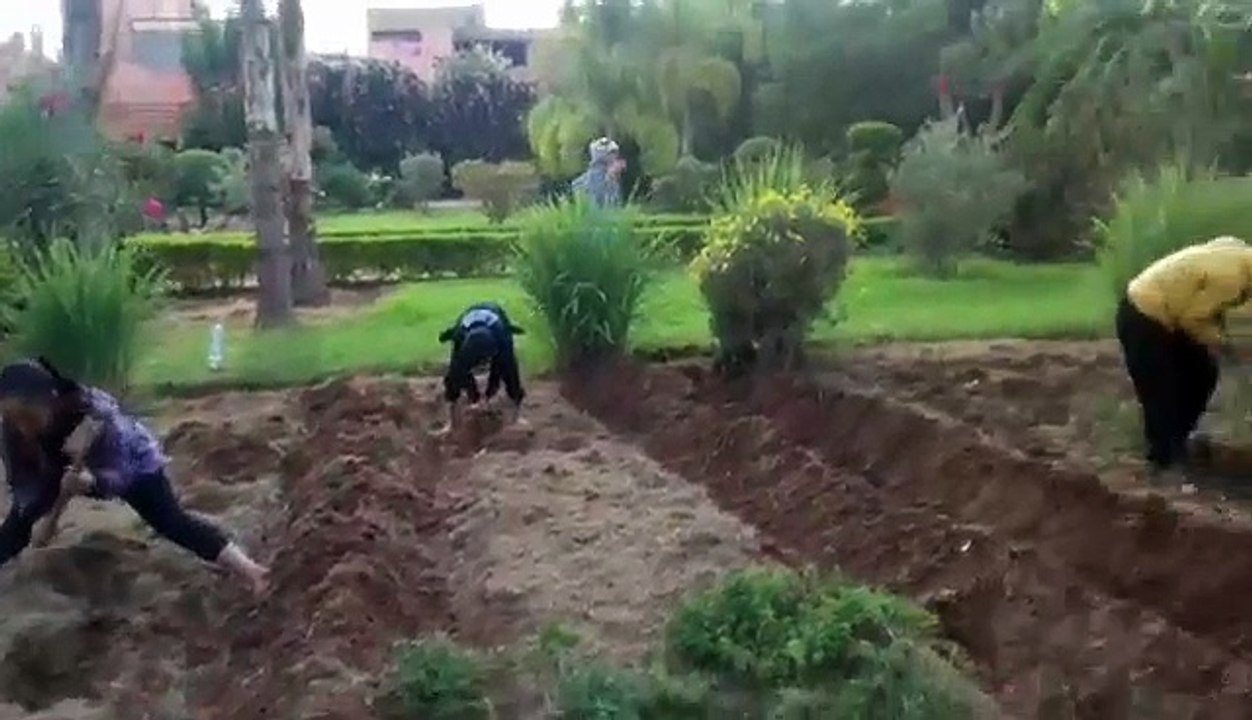 Action de jardinage pour préparer le terrain  qui va accueillir les plants de plantes aromatiques