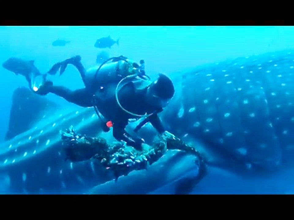 Whale Shark Rescue