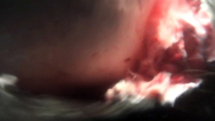 Great White Shark Feeding