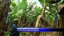 Investigan contaminación de pesticidas en campos bananeros