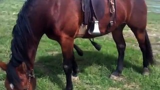 Helping a Horse learning to use his feet-hills-ditches- Rick Gore Horsemanship