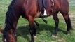 Helping a Horse learning to use his feet-hills-ditches- Rick Gore Horsemanship