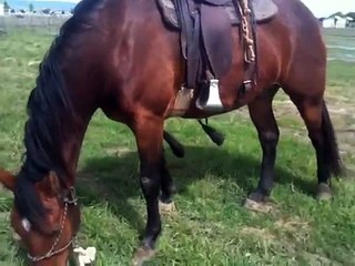 Helping a Horse learning to use his feet-hills-ditches- Rick Gore Horsemanship