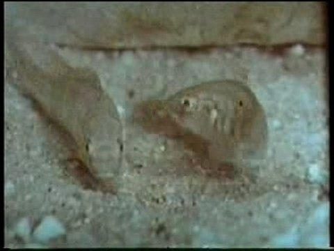 Des cichlidés en pleine action