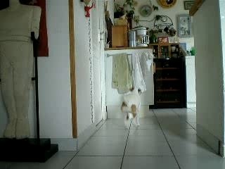 chien voleur de chiffon mdr