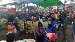印尼当地华侨在庆祝中元节后，穆斯林教徒也一起来抢祭品 。。！
