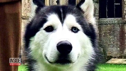 Loving Husky Can't Stop Kissing Military Owner Returning Home From Training-vsJQnVwde4E