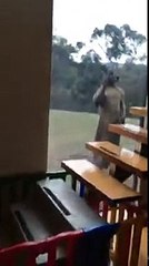 Kangaroo comes back for revenge after being punched