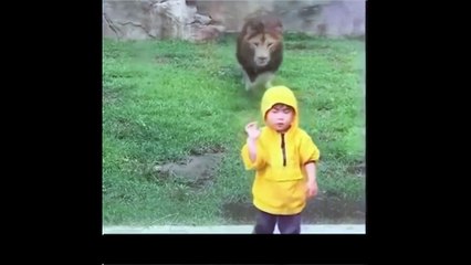 Ultimate WIN Compilation | Daily Funny | Funny Video | Funny Clip | Funny Animals