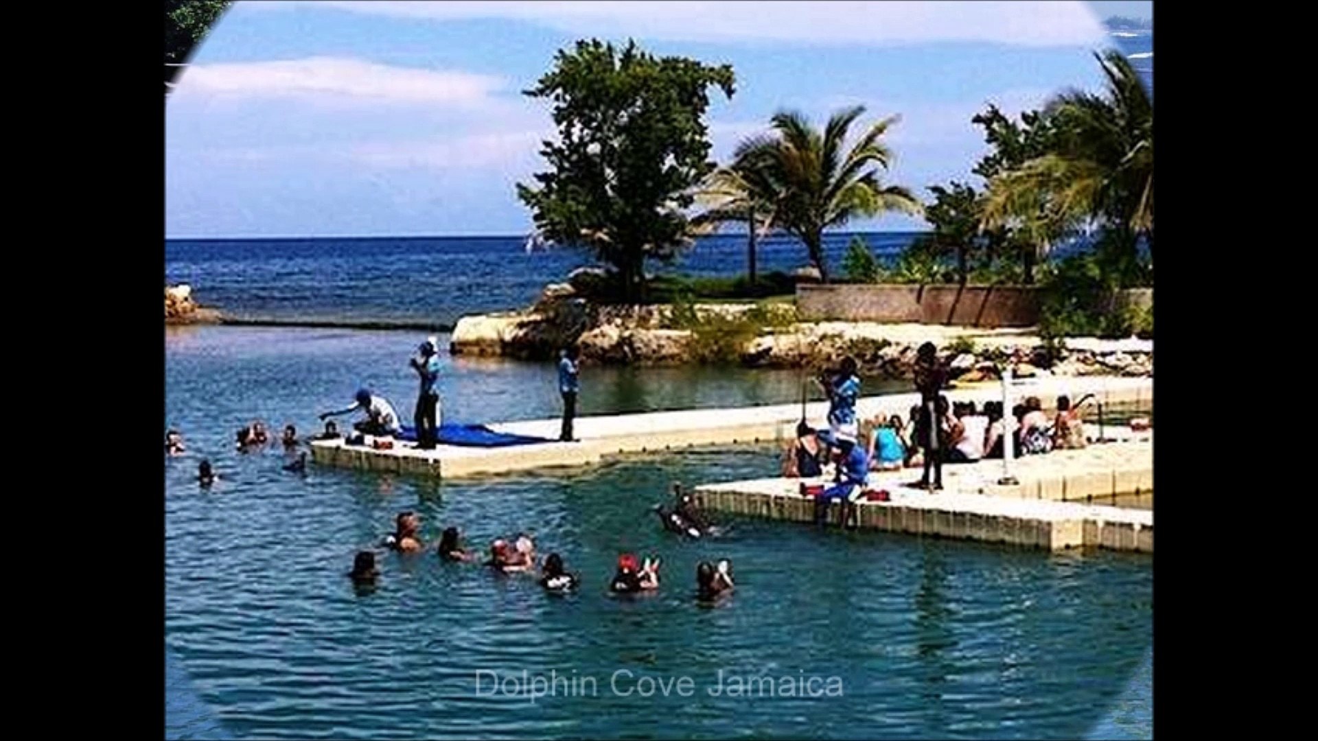 ⁣Swimming with Dolphins at Dolphin Cove Jamaica