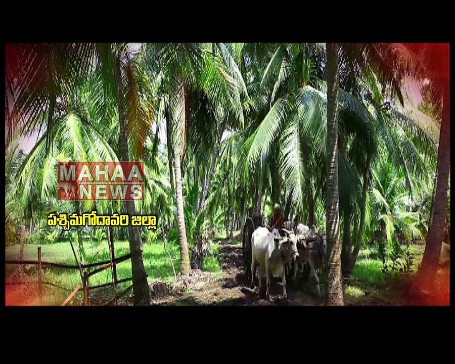 Song on Significance of West Godavari | Mahaa News Exclusive Songs on 13 Districts in Andhra Pradesh