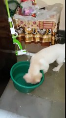 Puppy Golden Retriever Champ loves to play with bucket