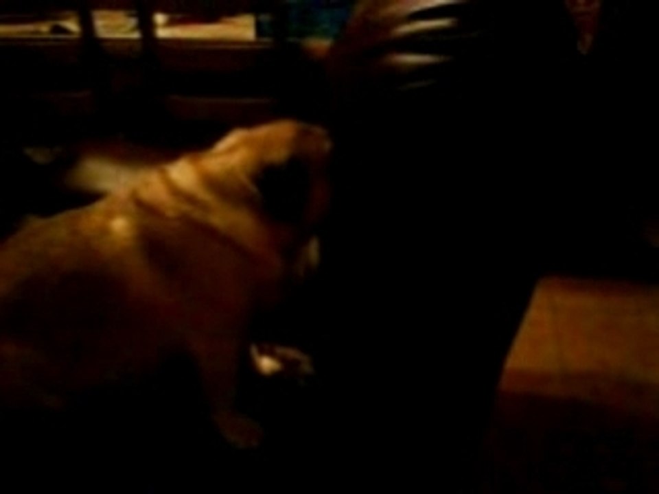 c'est dur la vie de chien (2)