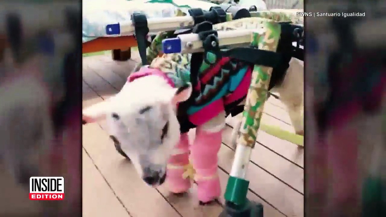 Orphaned Lamb Learns to Walk with Help of Special Wheelchair-OvzLV7Y2YMM