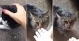 Owner Petting Stray Cat Turns House Cat Into A Demon