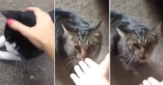 Owner Petting Stray Cat Turns House Cat Into A Demon