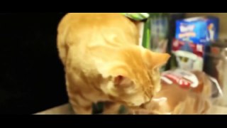 YOU LAUGH YOU LOSE - Best Funny Cats Videos Compilation [Most See]
