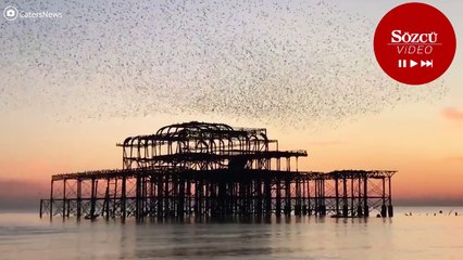 Binlerce kuş gökyüzünde birlikte süzüldü