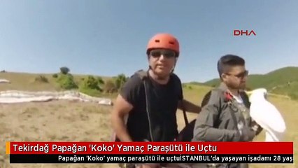 Tekirdağ Papağan 'Koko' Yamaç Paraşütü ile Uçtu