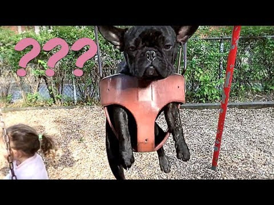 French Bulldog Takes a Turn on the Swing
