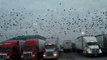 Ces centaines d'oiseaux squattent sur les toits de camions stationnés sur une aire d'autoroute !