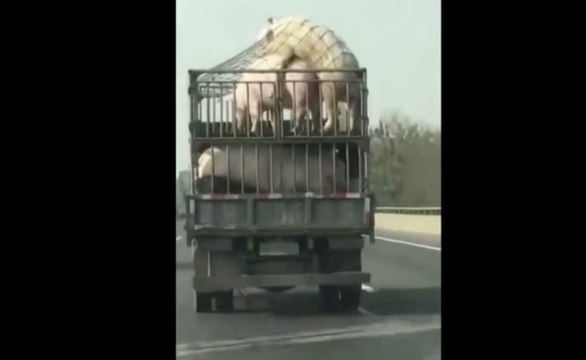 2 cochons se prennent dans le camion du fermier en plein transport sur l'autoroute !