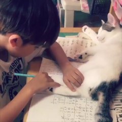 L'echec scolaire serait causé par les chats... La preuve! Ahaha