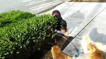 Brutus The Service Dog Rottweiler Meeting Random dogs and People