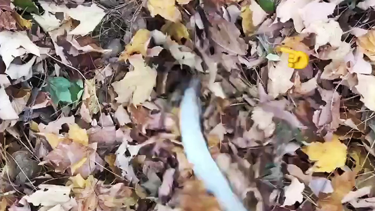 Les chiens sont mauvais à cache-cache