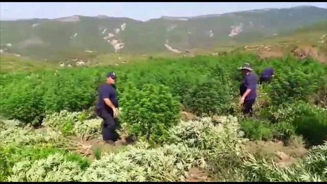 SHPALLET NE KERKIM OFICERI I POLICISE NE KOLONJE, EDVIN MEKO DEKONSPIRONTE OPERACIONET ANTIKANABIS L