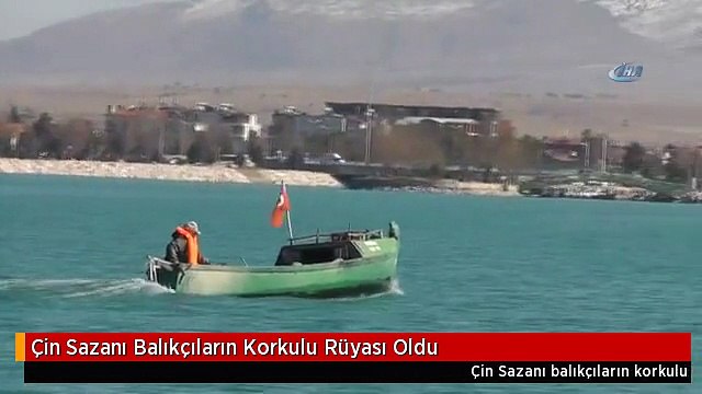 Çin Sazanı Balıkçıların Korkulu Rüyası Oldu