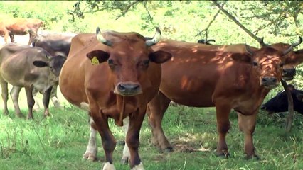 MINISTRIA E BUJQESISE LEJON THERJEN E KAFSHEVE DHE PREMTON SE DO TE DEMSHPERBLEJE FERMERET LAJM