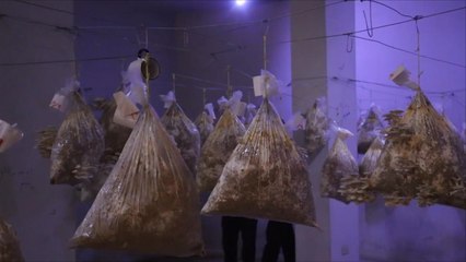 هذا الصباح-مزارع الفطر تواجه الجوع بغوطة دمشق المحاصرة