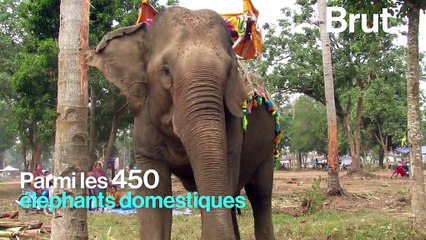 Des congés maternités pour les éléphants du Laos ?