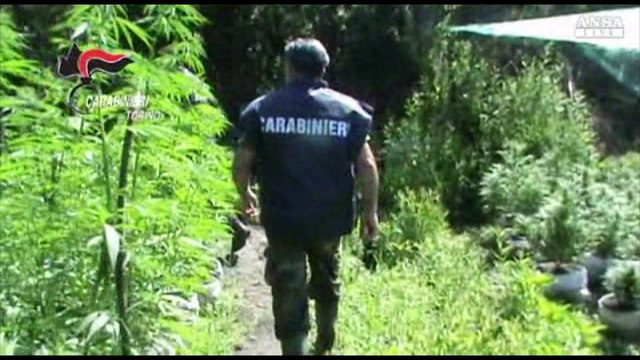 SHQIPTARET SHTRIJNE MBJELLJEN E HASHASHIT EDHE NE ITALI, ZBULOHEN PARCELAT NE TORINO LAJM