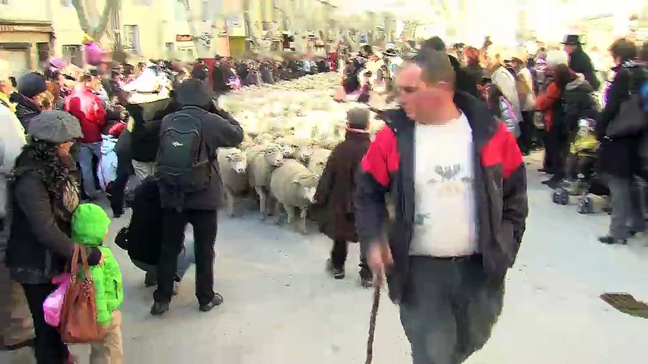 le défilé de la transhumance et le petit berger...
