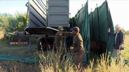 Repopulating wildlife parks in Mozambique | DW English