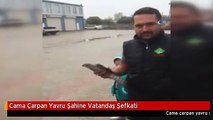 Cama Çarpan Yavru Şahine Vatandaş Şefkati