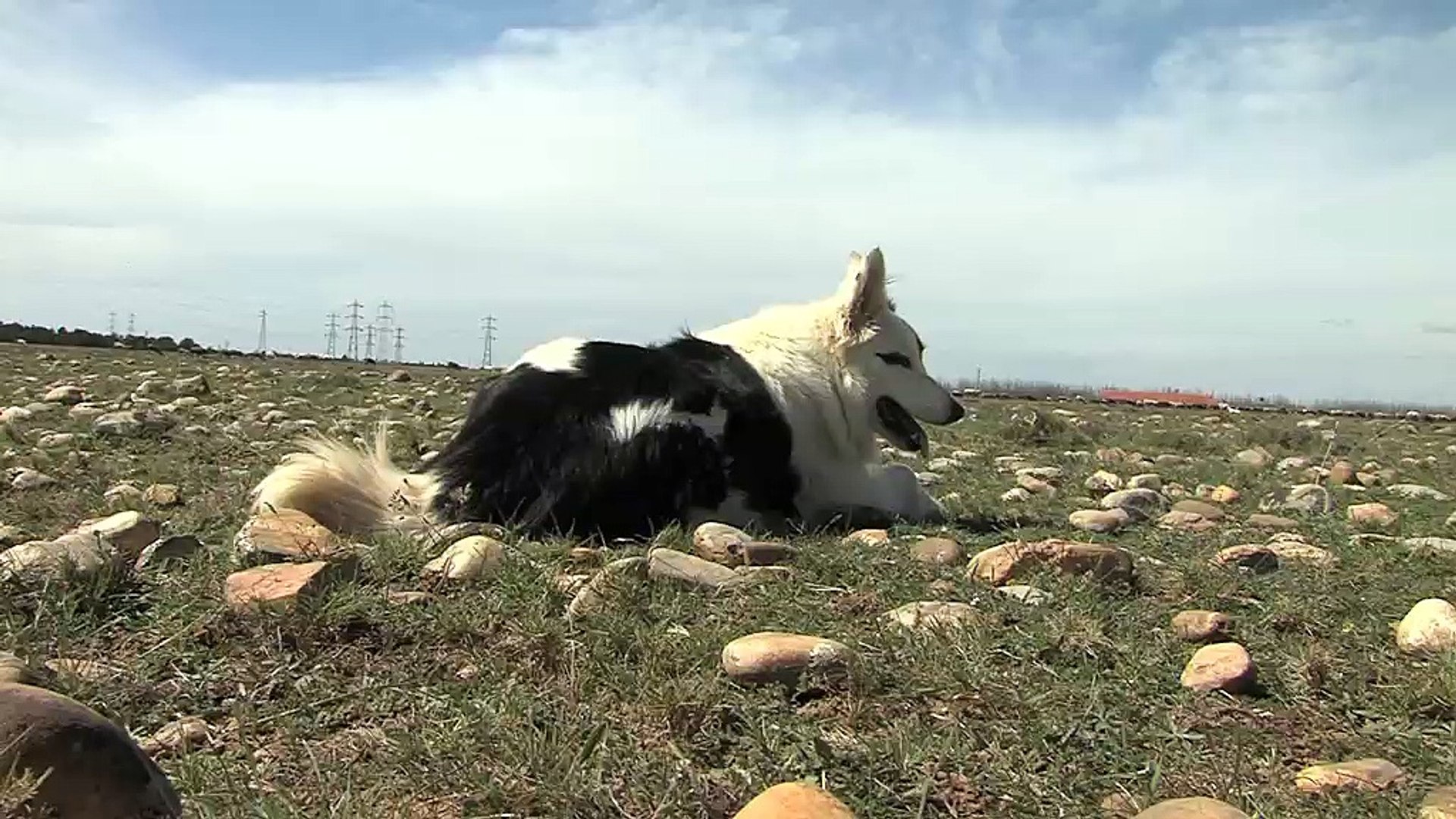 Berger En Crau Lhiverantoine Scholaert Vient Des Pyrénées