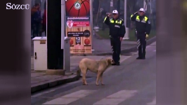 Sokak köpeğinden Ata'ya saygı duruşu