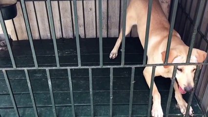 Dogs guard the territory when they are invaded by the enemy