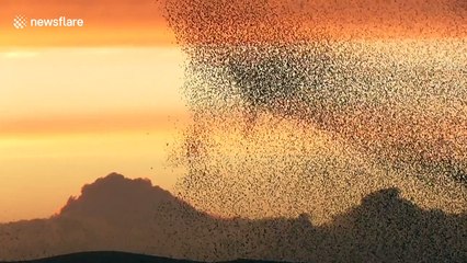 Starling murmuration swirl in beautiful evening autumn sky