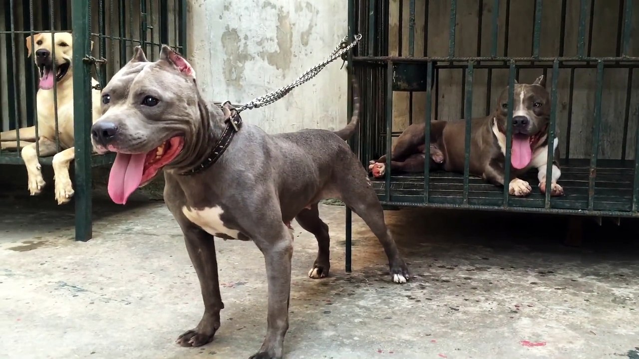 When the dog expresses affection for his captive partner