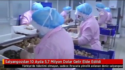 Salyangozdan 10 Ayda 5,7 Milyon Dolar Gelir Elde Edildi