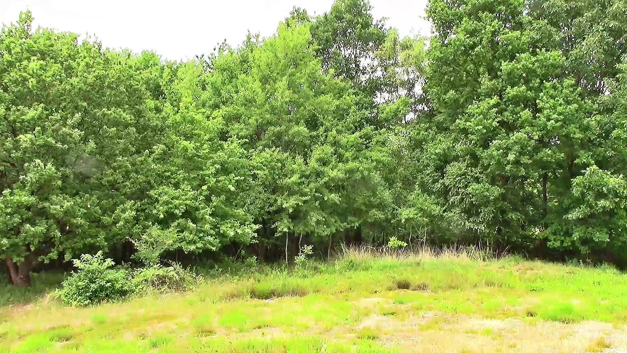 Zu Besuch in der Wahner Heide – Rundgang 2