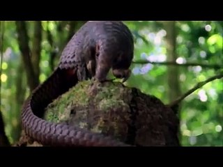 VIRUS EVOLUTION ( AMAZING DOCUMENTARY)