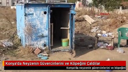 Konya'da Neyzenin Güvercinlerini ve Köpeğini Çaldılar